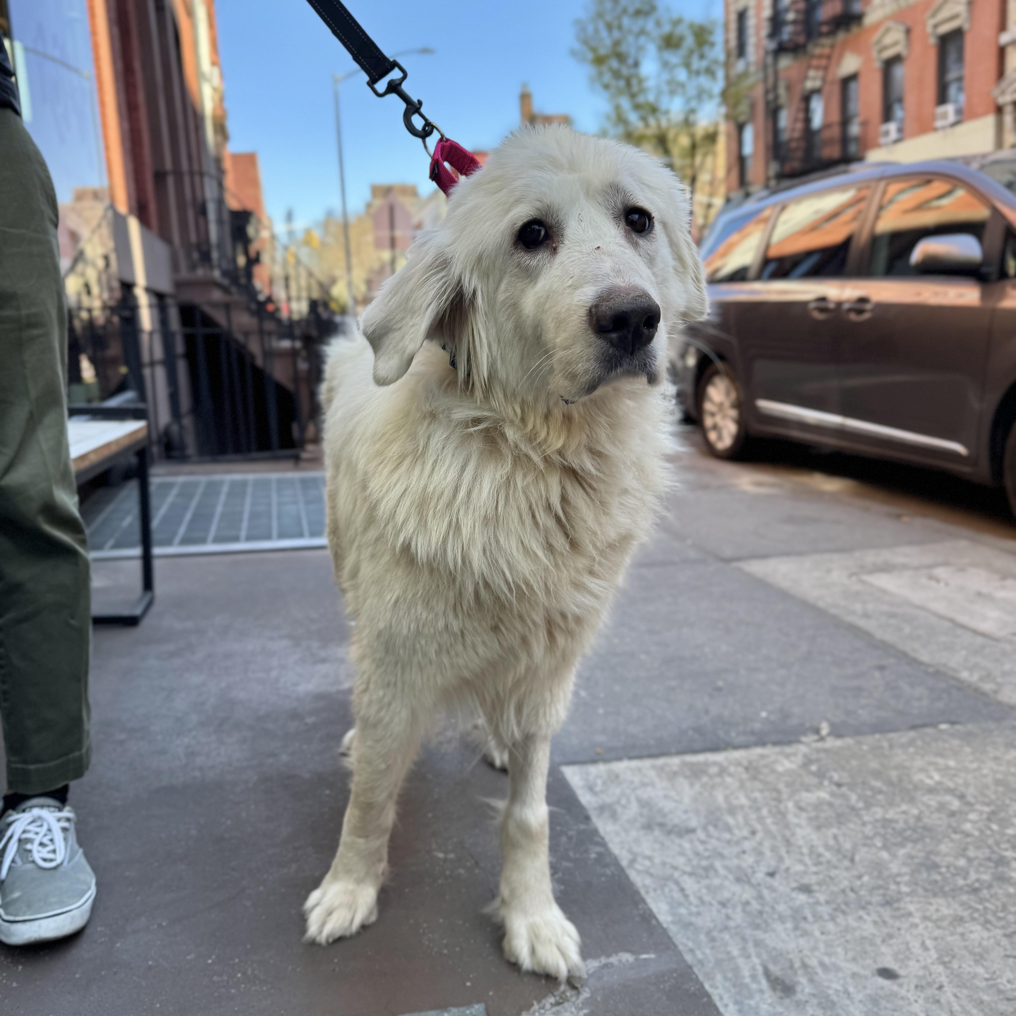 Enlarge Creamy, a ADOPTABLE mixed breed in New York, NY image 1/5