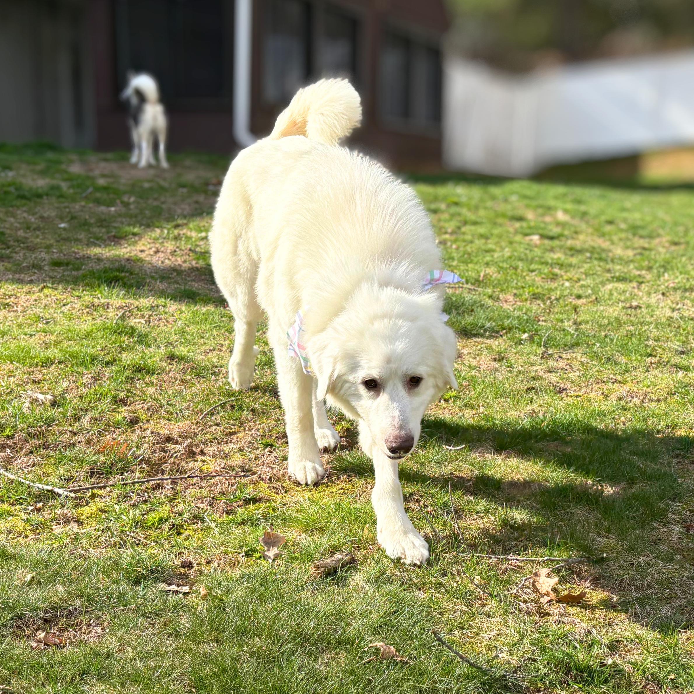 Enlarge Creamy, a ADOPTABLE mixed breed in New York, NY image 4/5