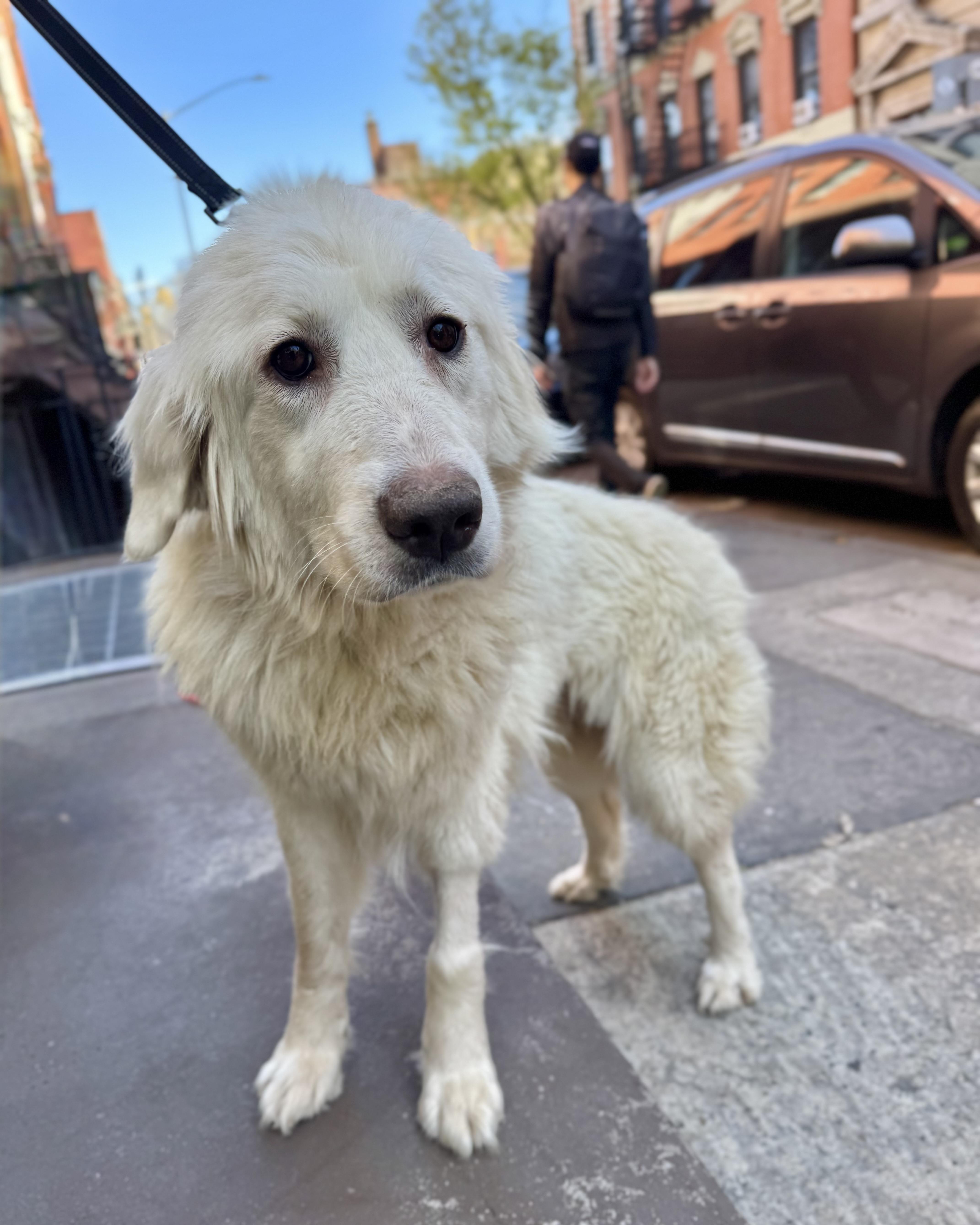 Enlarge Creamy, a ADOPTABLE mixed breed in New York, NY image 5/5