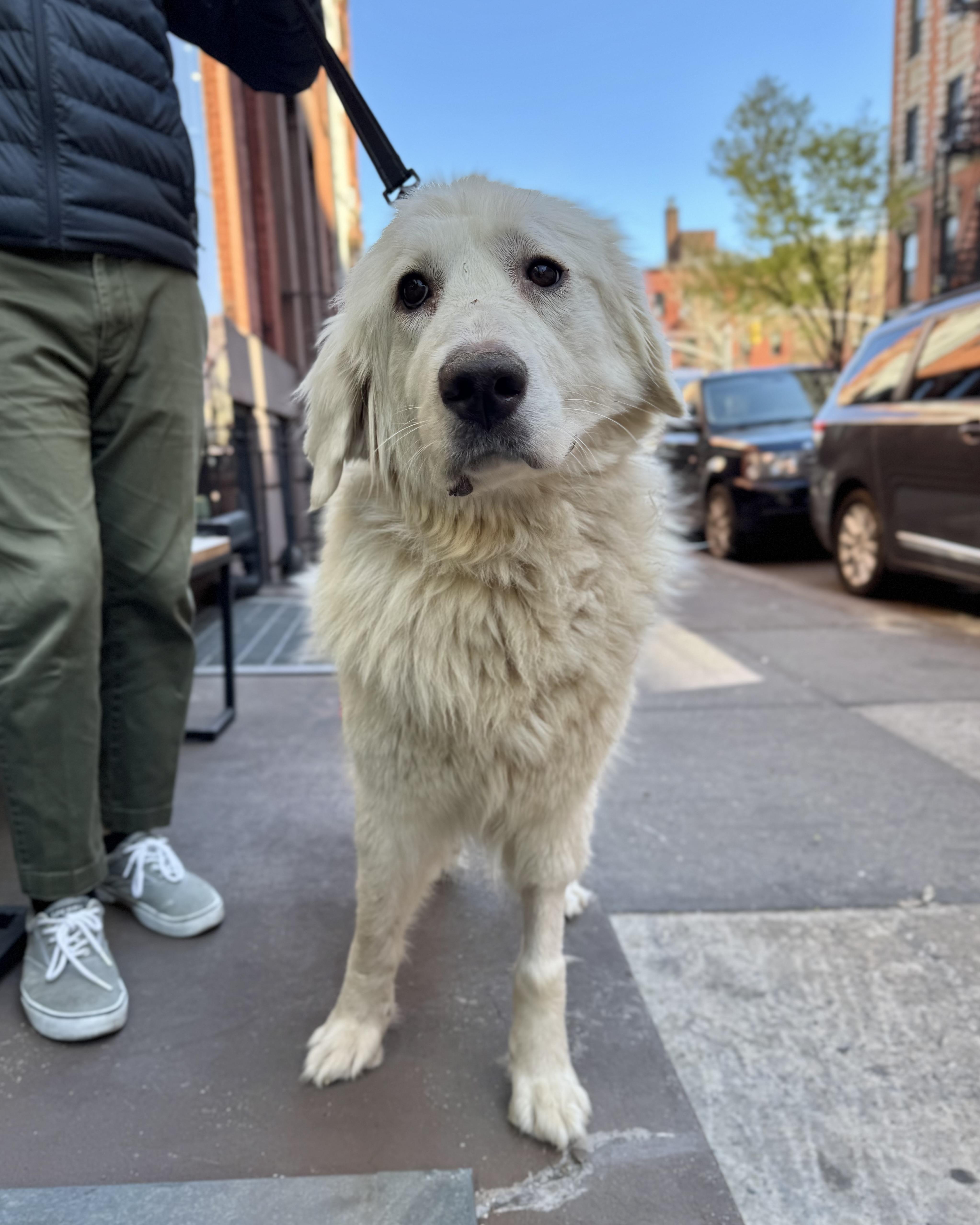 Enlarge Creamy, a ADOPTABLE mixed breed in New York, NY image 2/5
