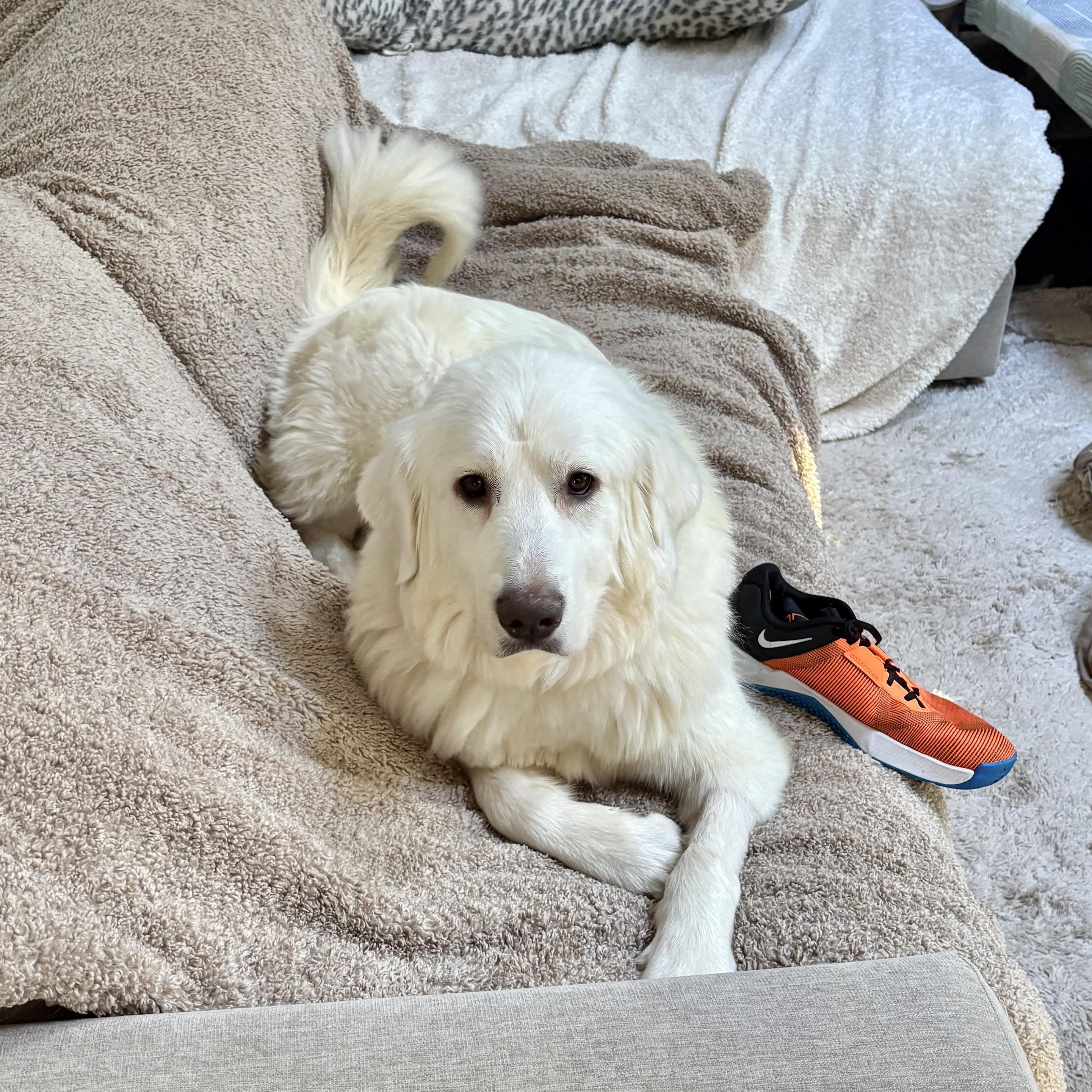 Enlarge Creamy, a ADOPTABLE mixed breed in New York, NY image 3/5
