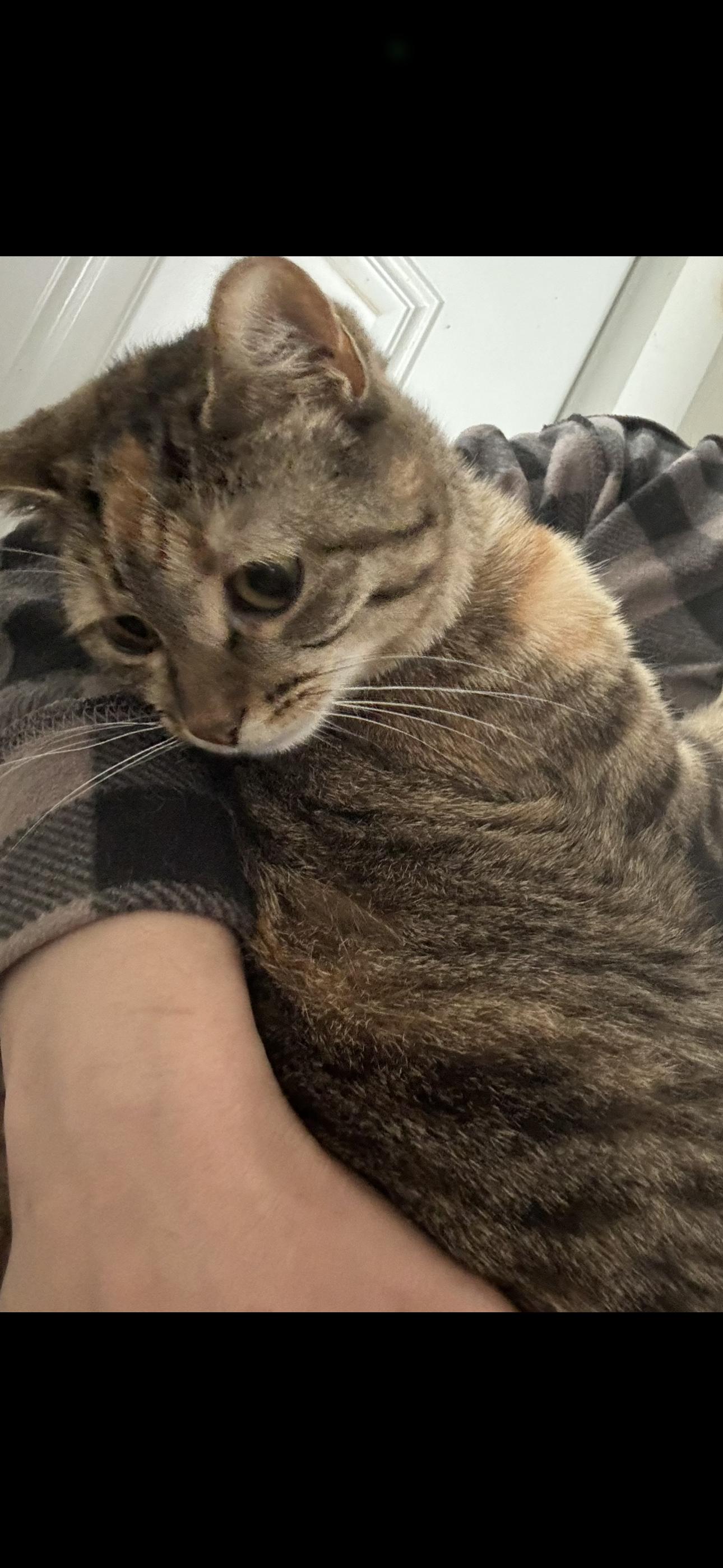 Enlarge Dolly, a Adopted Domestic Short Hair in Middlesex, NJ image 1/3