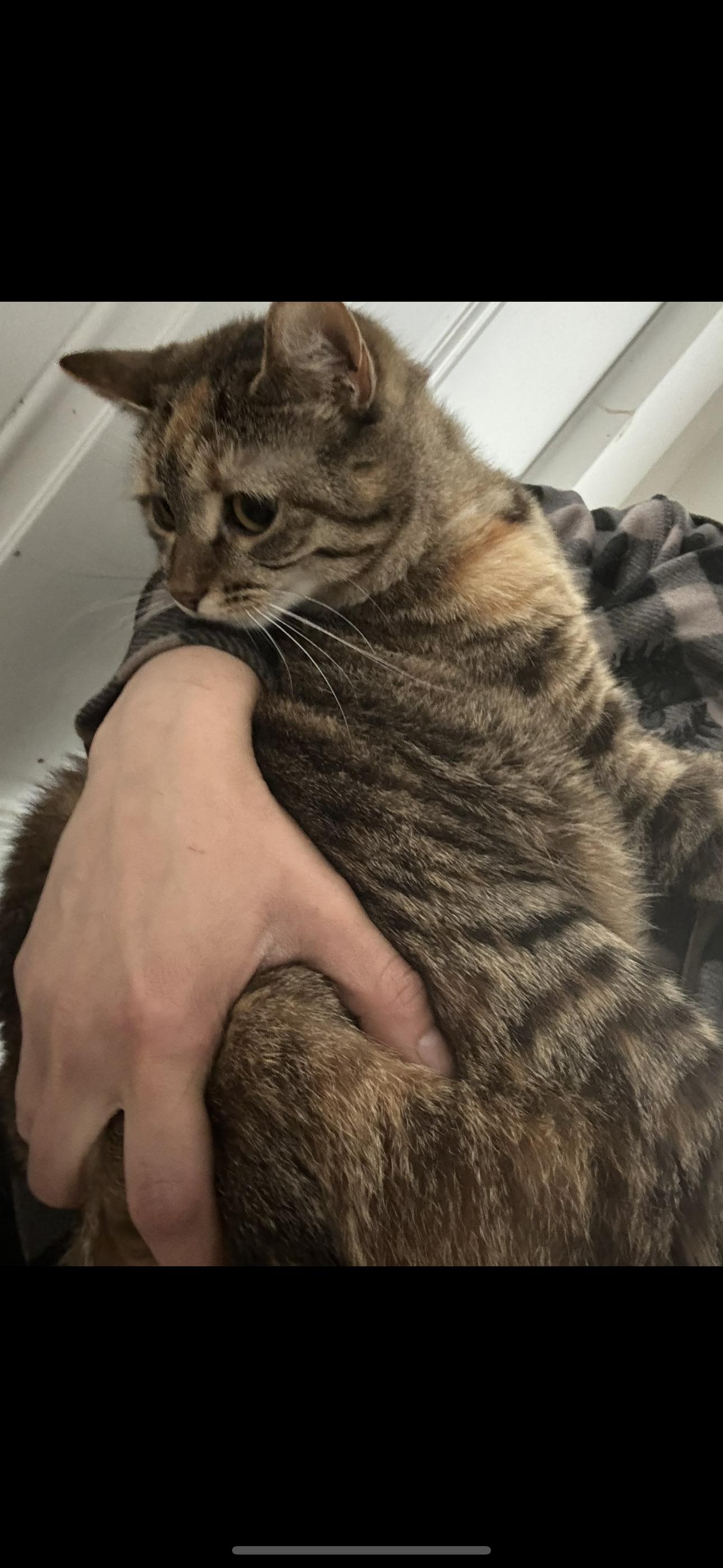 Enlarge Dolly, a Adopted Domestic Short Hair in Middlesex, NJ image 2/3