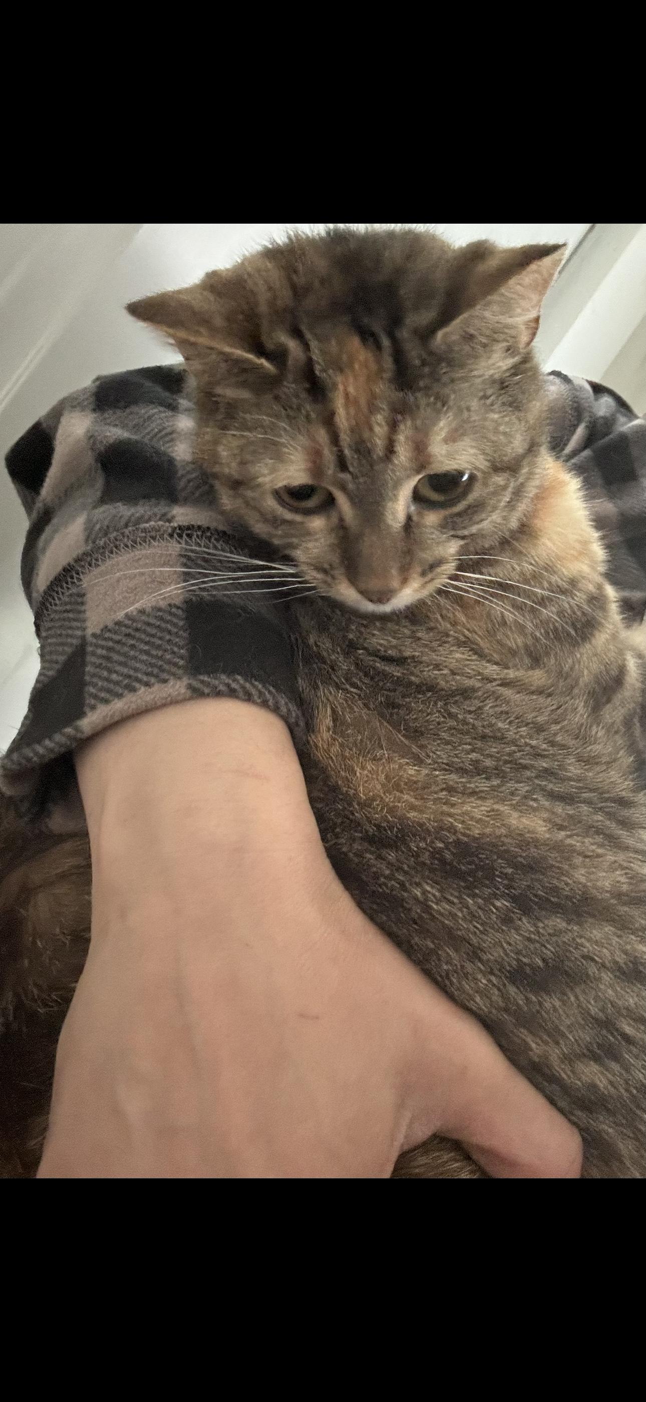 Enlarge Dolly, a Adopted Domestic Short Hair in Middlesex, NJ image 3/3