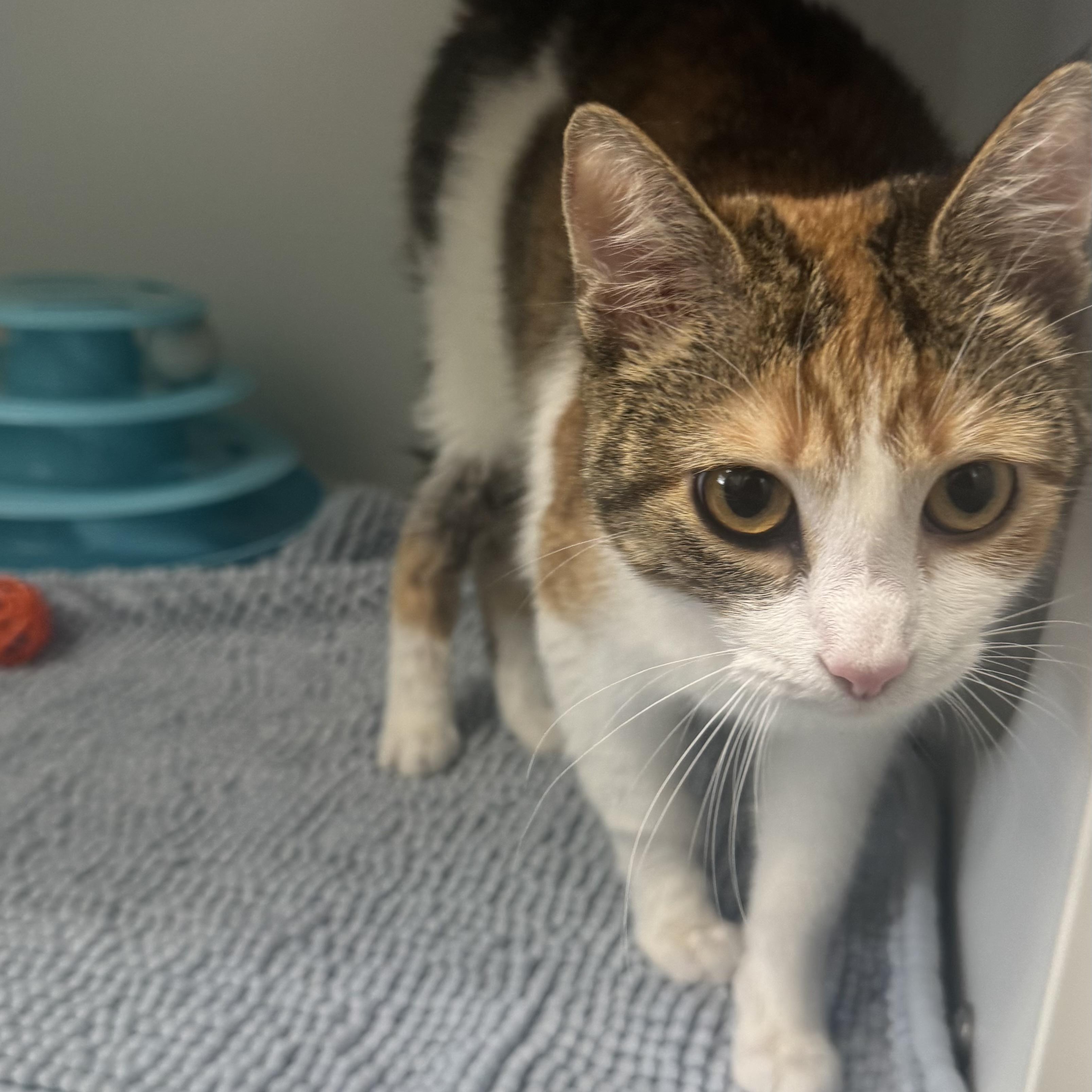 Enlarge Caramel, a ADOPTABLE Domestic Short Hair in Fall River, MA image 3/3