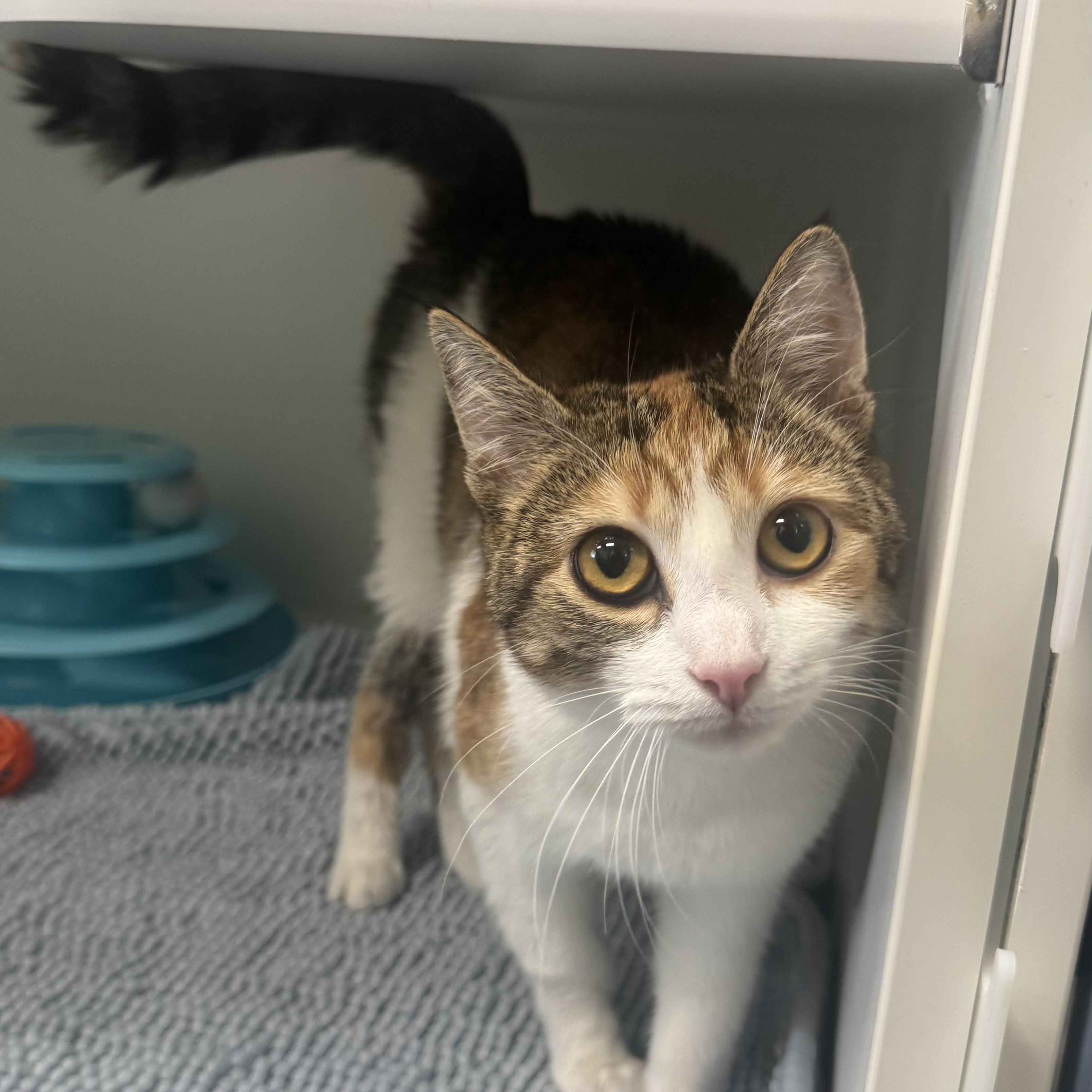 Enlarge Caramel, a ADOPTABLE Domestic Short Hair in Fall River, MA image 1/3