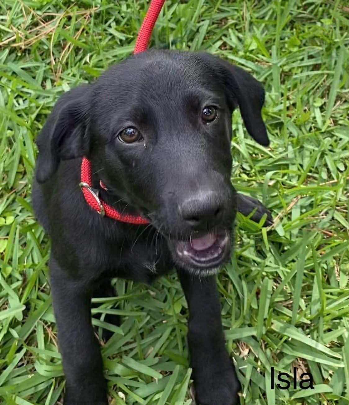 Pistachio, Adopted, Young Female Labrador Retriever & Border Collie.