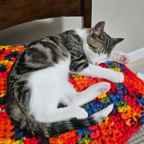 Cozmo, Adoptable, Kitten Male Domestic Short Hair.