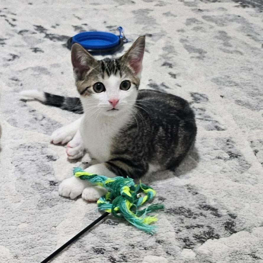 Enlarge Cozmo, a Adoptable Domestic Short Hair in Calgary, AB image 2/6
