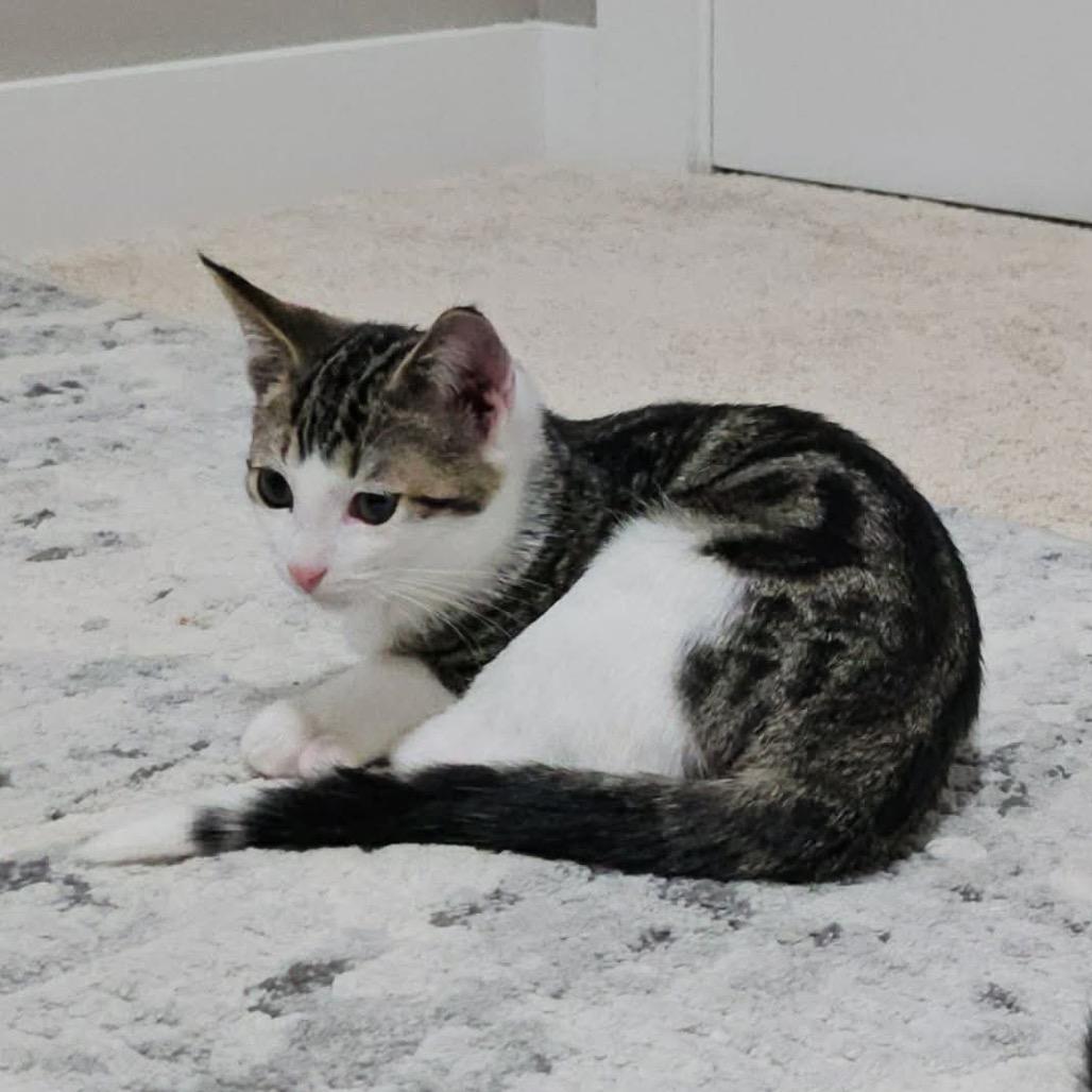 Enlarge Cozmo, a Adoptable Domestic Short Hair in Calgary, AB image 3/6