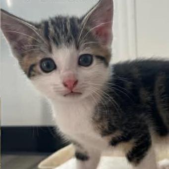 Enlarge Cozmo, a Adoptable Domestic Short Hair in Calgary, AB image 4/6