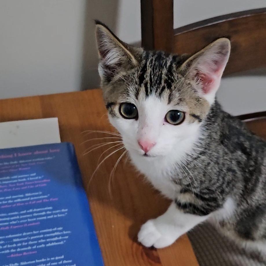 Enlarge Cozmo, a Adoptable Domestic Short Hair in Calgary, AB image 5/6