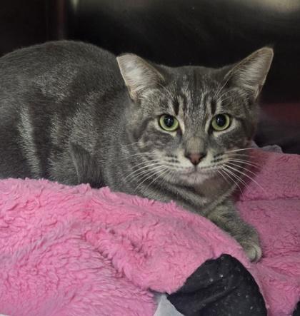 Lavender, Adoptable, Young Male Domestic Short Hair & Domestic Short Hair.