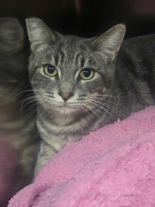 Enlarge Lavender, a Adoptable Domestic Short Hair in Roseville, CA image 2/3