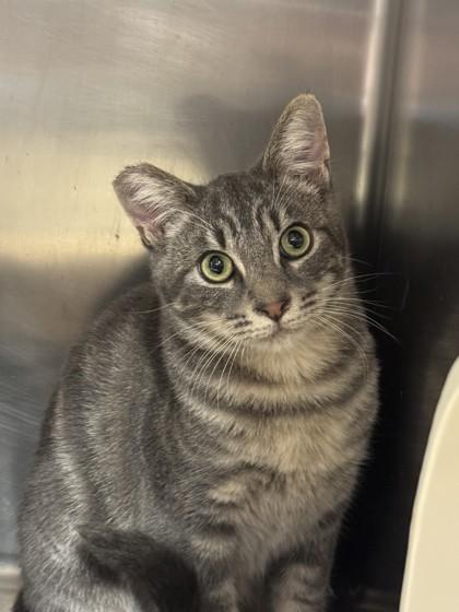 Enlarge Lavender, a Adoptable Domestic Short Hair in Roseville, CA image 3/3