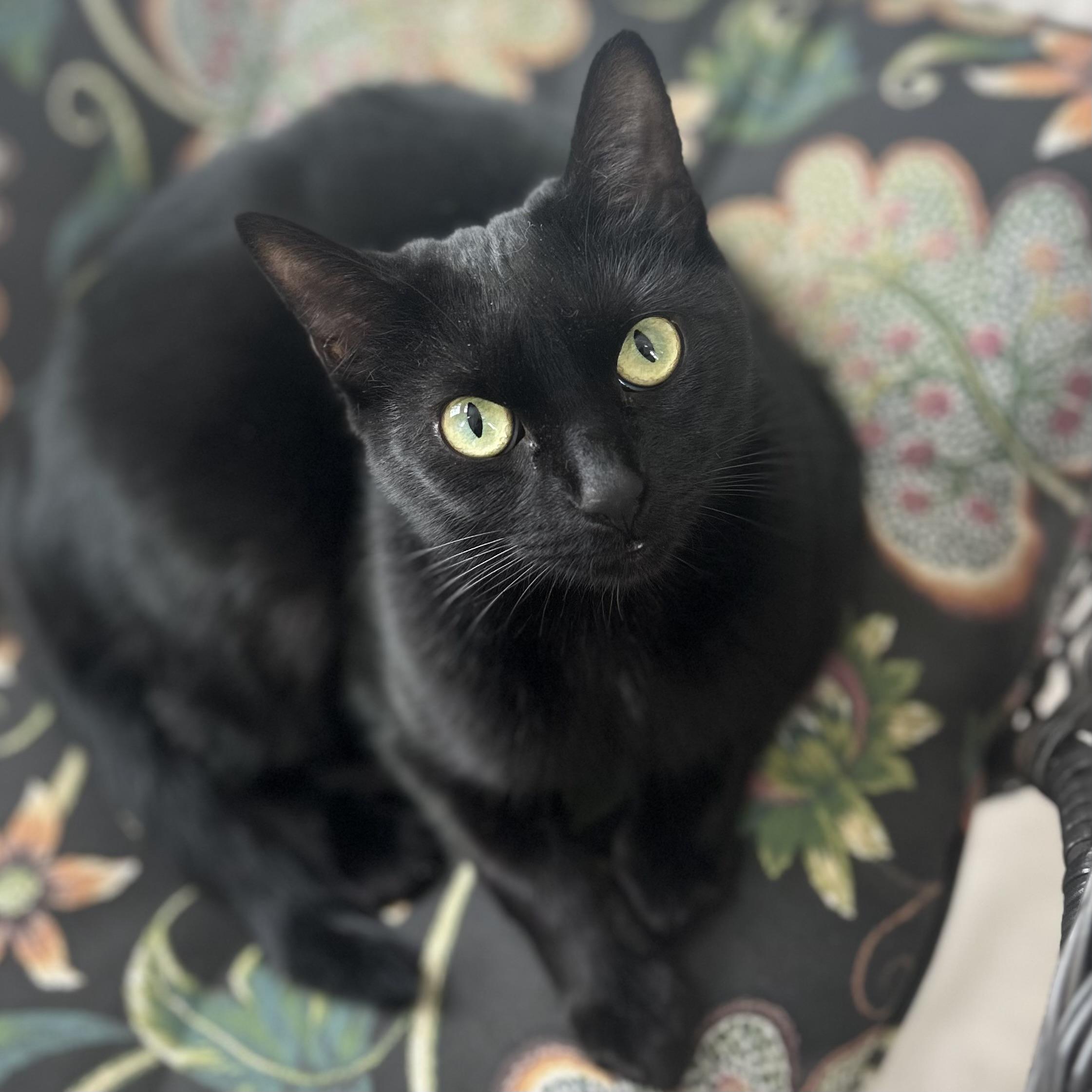 Enlarge Missy, a Adoptable mixed breed in Libertyville, IL image 1/6