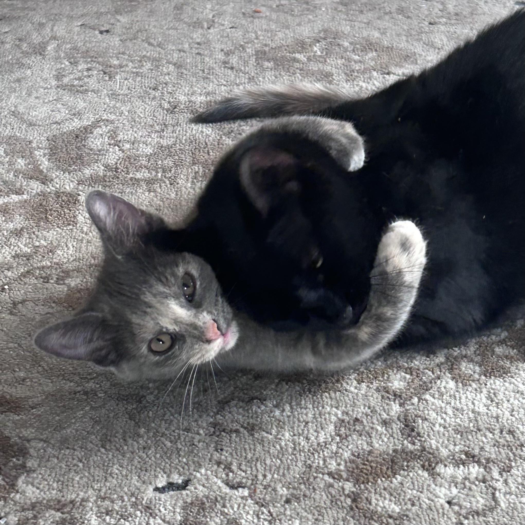 Missy, a Adoptable mixed breed image 4/4