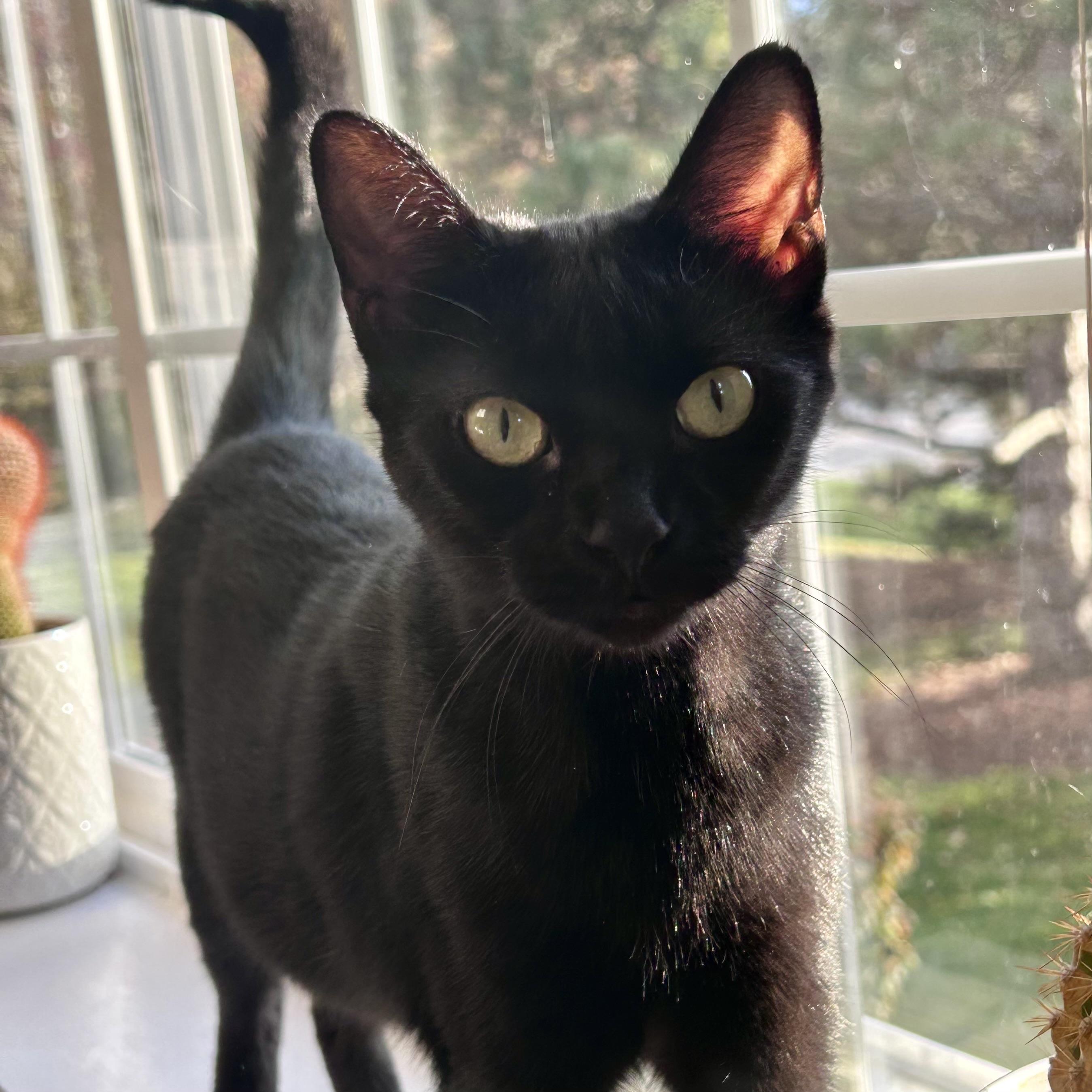 Missy, Adoptable, Adult Female Domestic Short Hair.