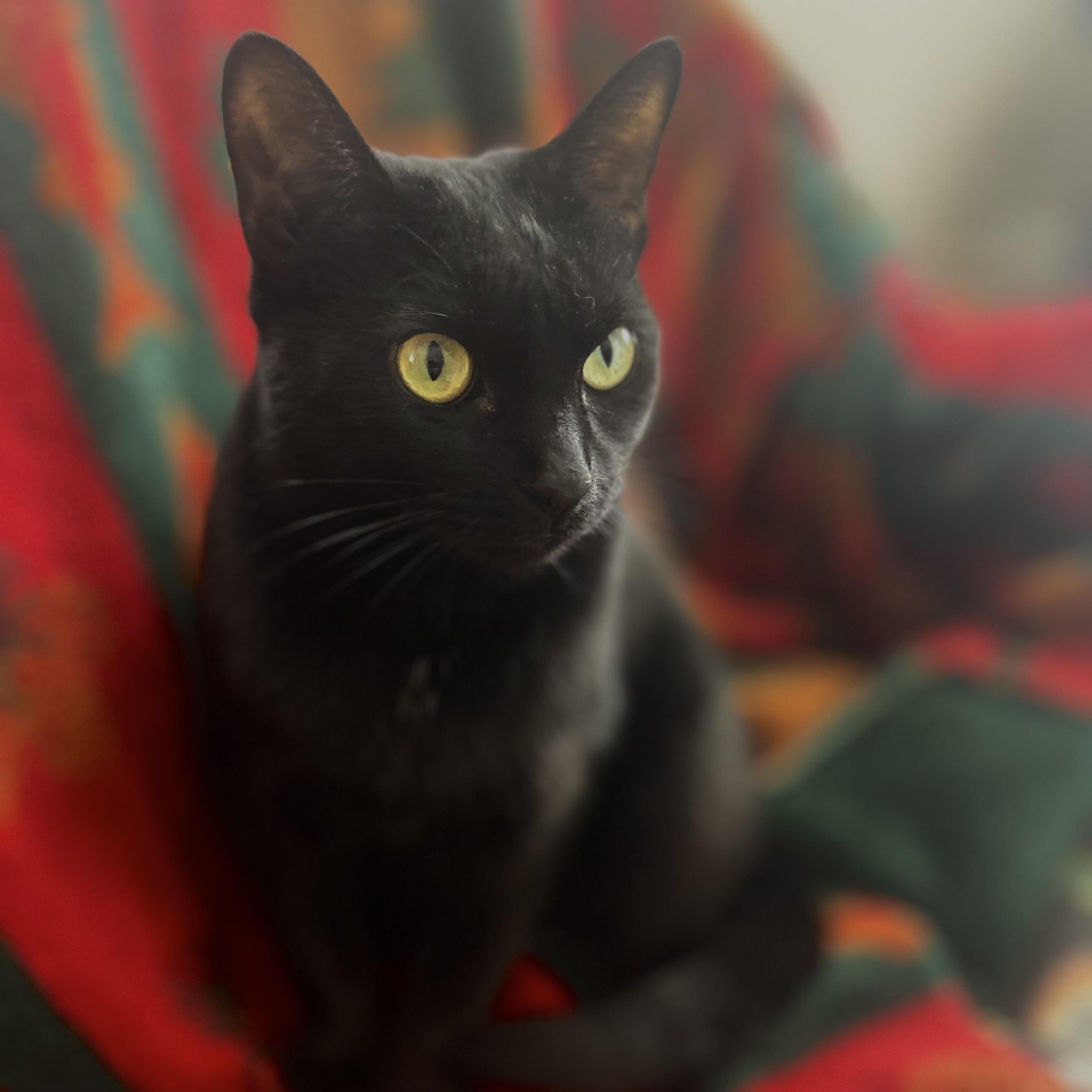 Enlarge Missy, a Adoptable mixed breed in Libertyville, IL image 6/6