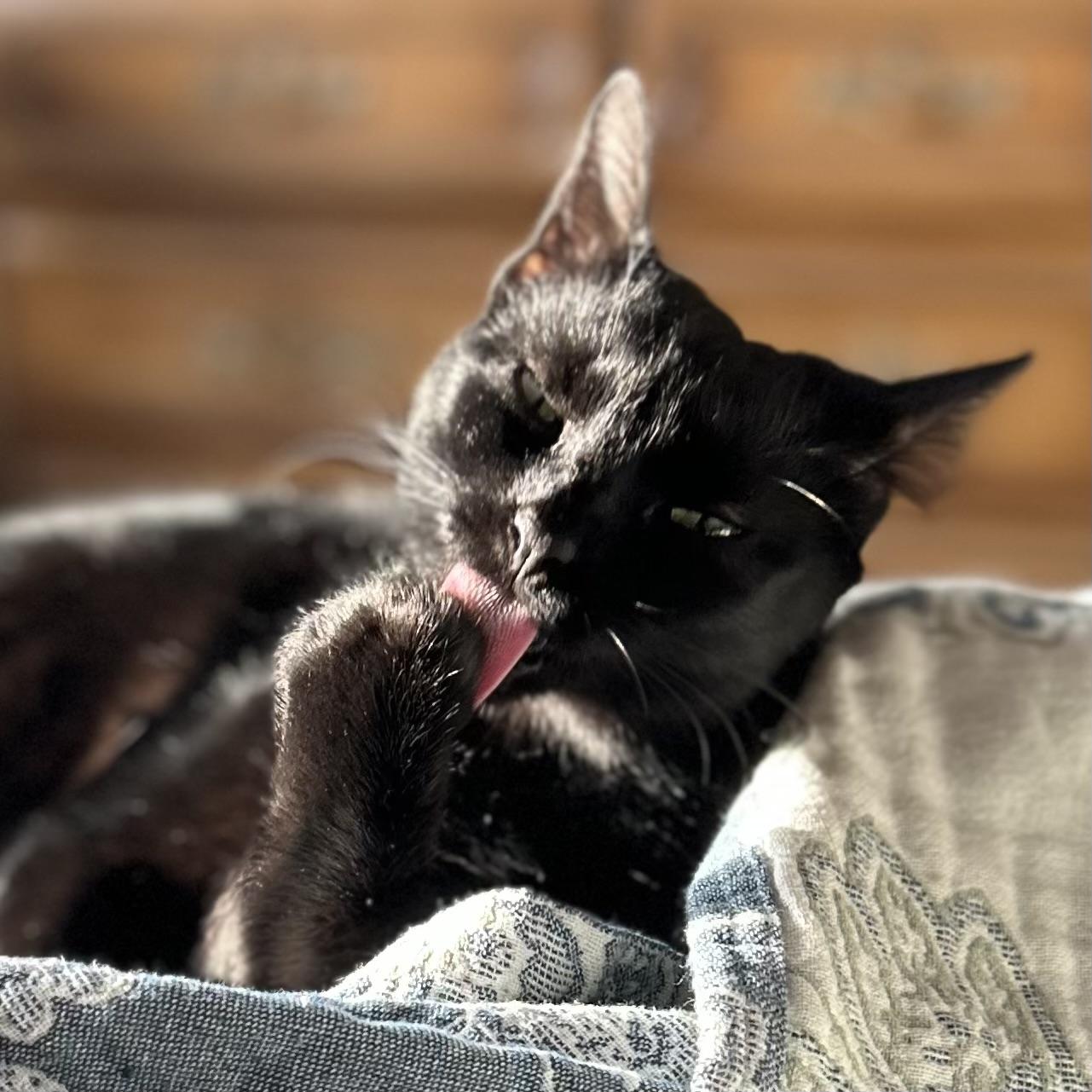 Enlarge Missy, a Adoptable mixed breed in Libertyville, IL image 4/6