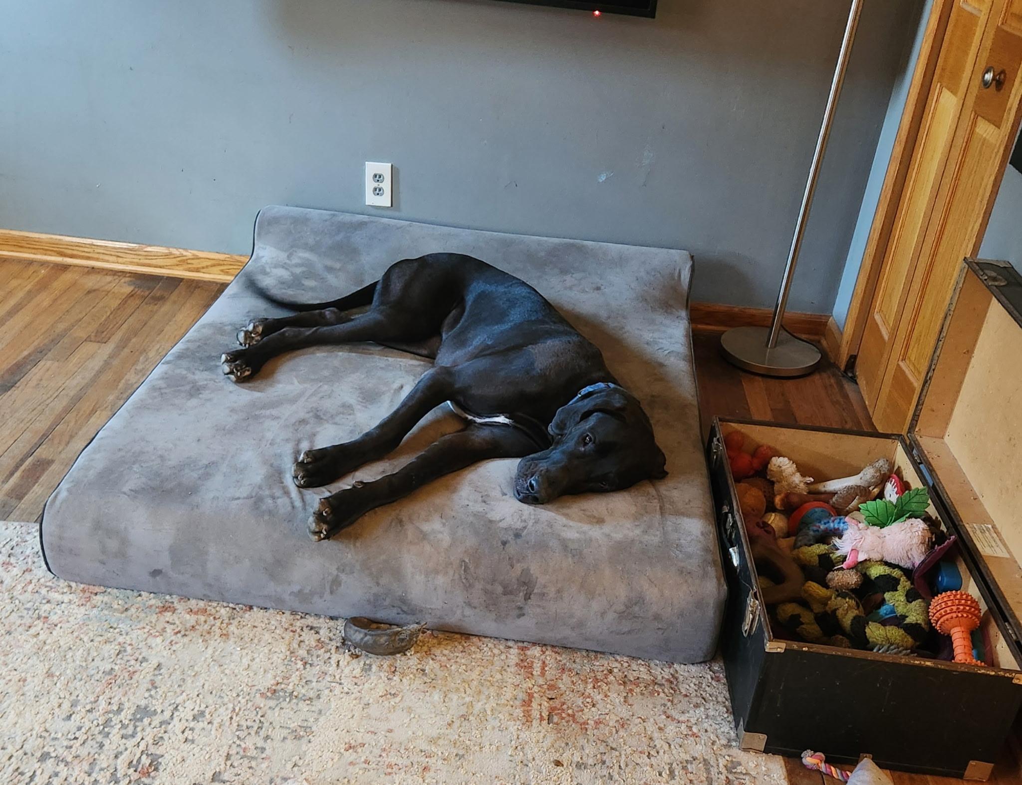 Enlarge Gary, a ADOPTABLE Great Dane in Cleveland, OH image 2/4