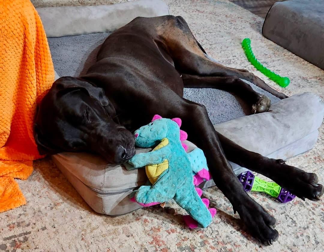 Enlarge Gary, a ADOPTABLE Great Dane in Cleveland, OH image 4/4