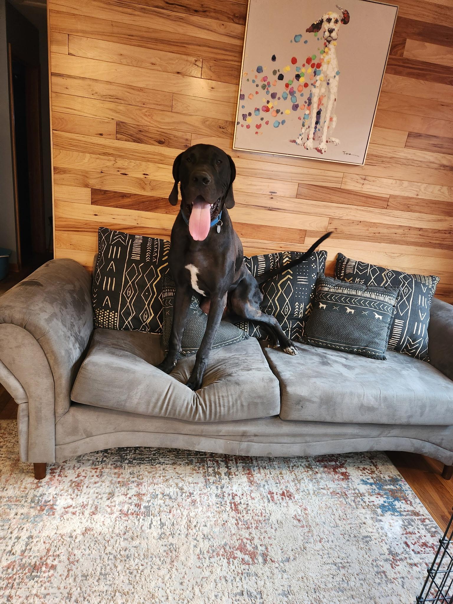 Enlarge Gary, a ADOPTABLE Great Dane in Cleveland, OH image 3/4