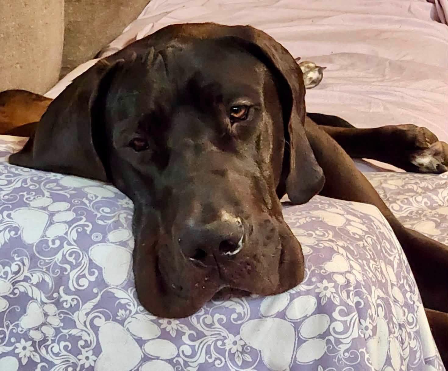 Gary, ADOPTABLE, Young Male Great Dane.