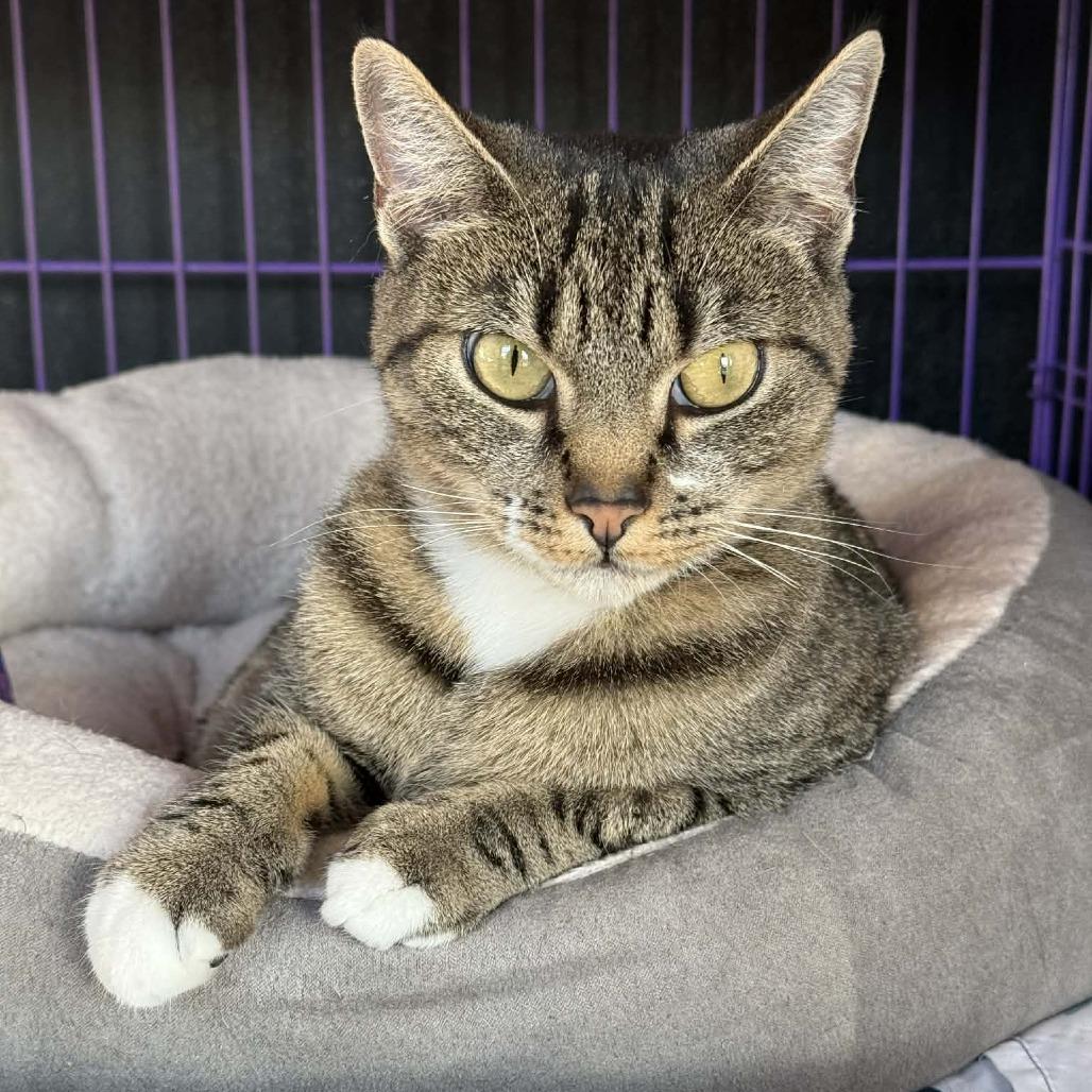 Rosie, Adoptable, Adult Female Domestic Short Hair.