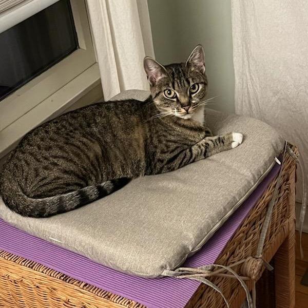 Enlarge Rosie, a Adoptable Domestic Short Hair in Saugerties, NY image 2/6