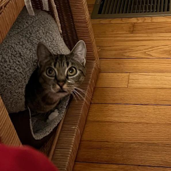 Enlarge Rosie, a Adoptable Domestic Short Hair in Saugerties, NY image 3/6