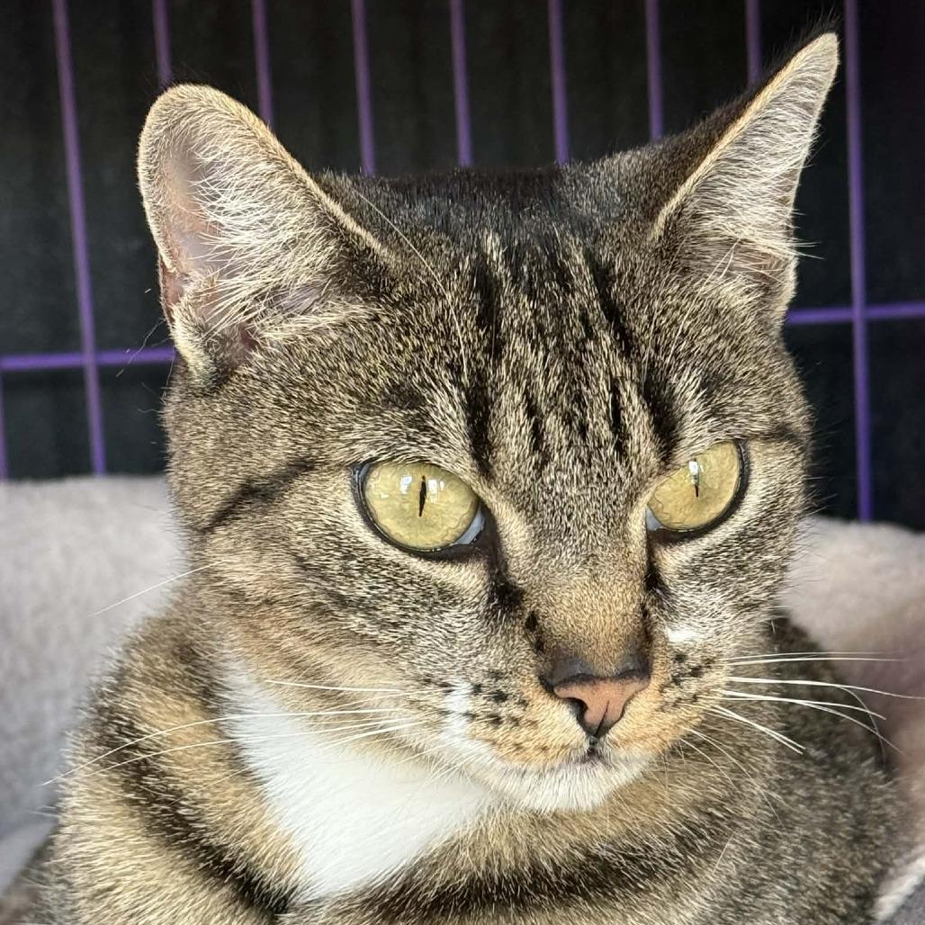 Enlarge Rosie, a Adoptable Domestic Short Hair in Saugerties, NY image 4/6