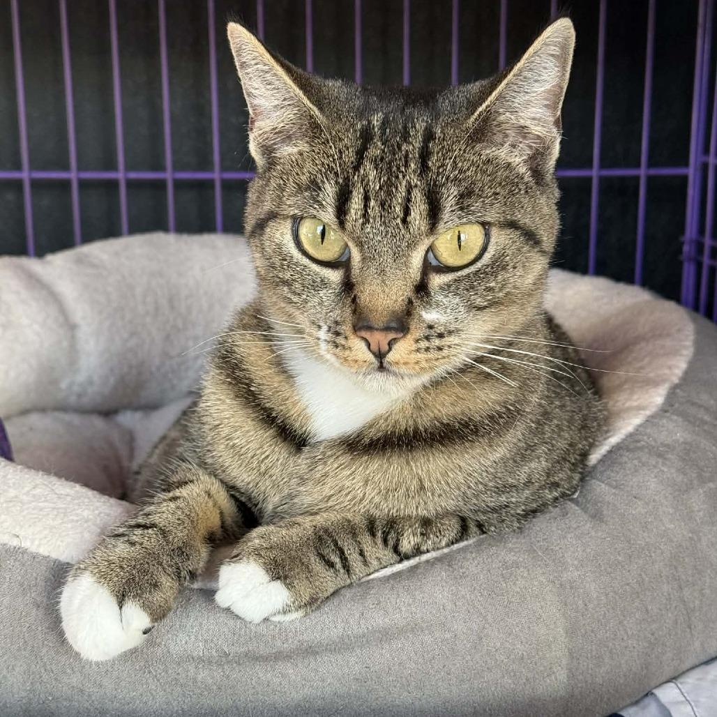 Enlarge Rosie, a Adoptable Domestic Short Hair in Saugerties, NY image 5/6