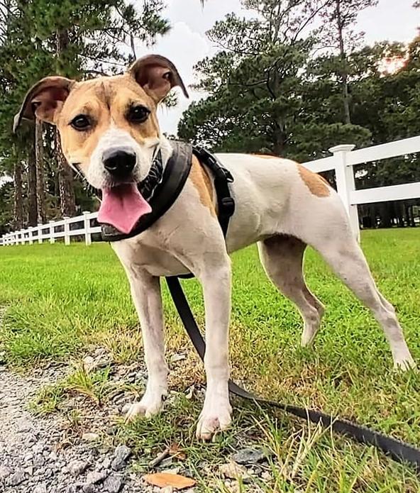 Enlarge Leia, a Adoptable mixed breed in Savannah, GA image 2/6