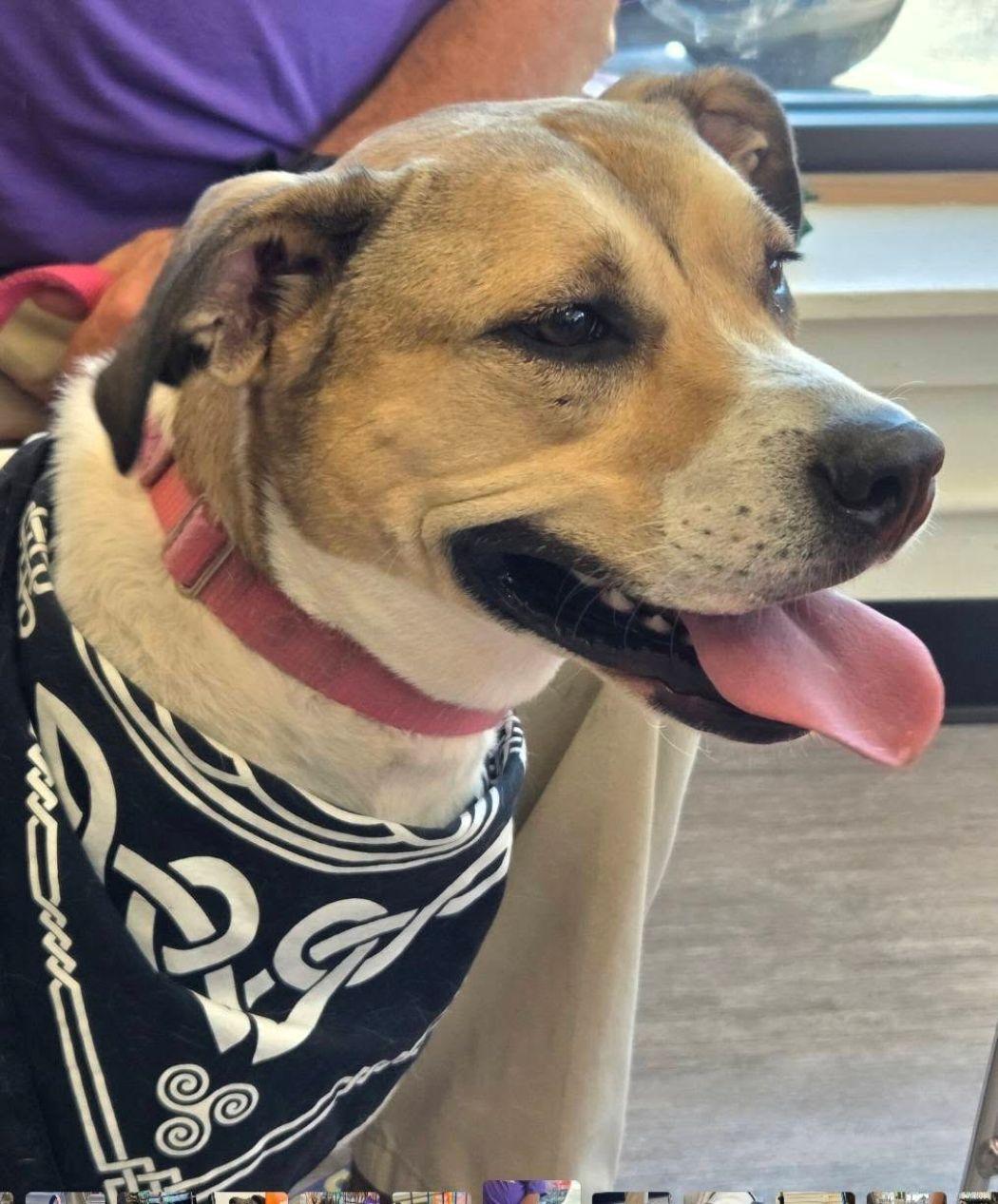 Leia, a Adoptable mixed breed in Savannah, GA image 1/6