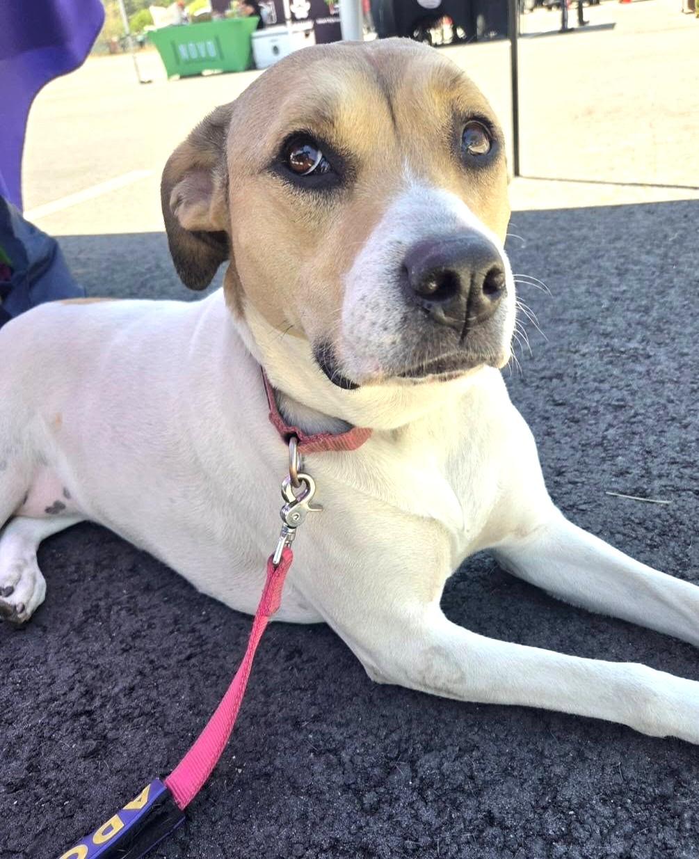 Leia, a Adoptable mixed breed in Savannah, GA image 2/6