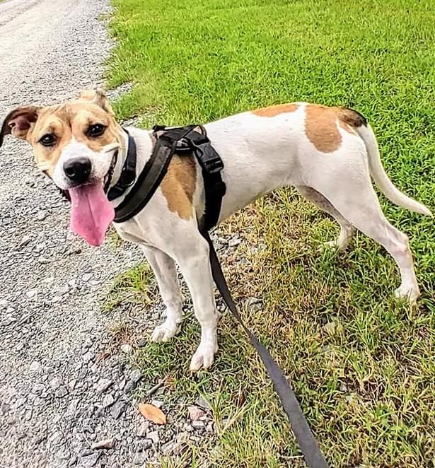 Leia, a Adoptable mixed breed in Savannah, GA image 2/6