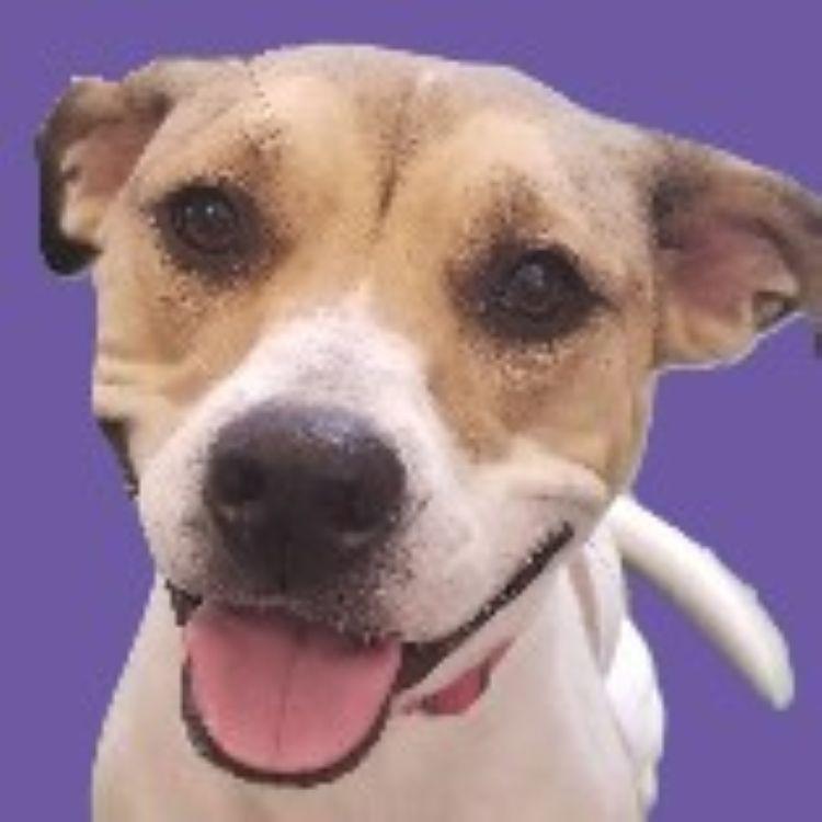 Leia, Adoptable, Adult Female Hound.