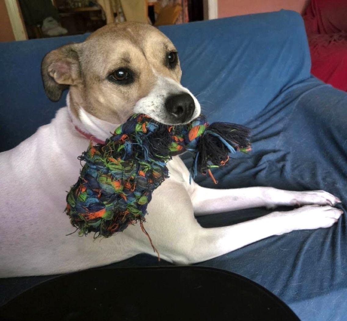 Leia, a Adoptable mixed breed in Savannah, GA image 4/6