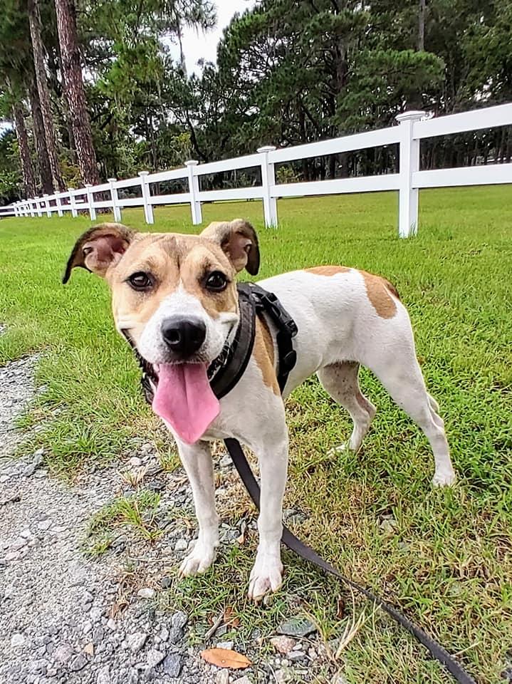 Leia, a Adoptable mixed breed in Savannah, GA image 3/6