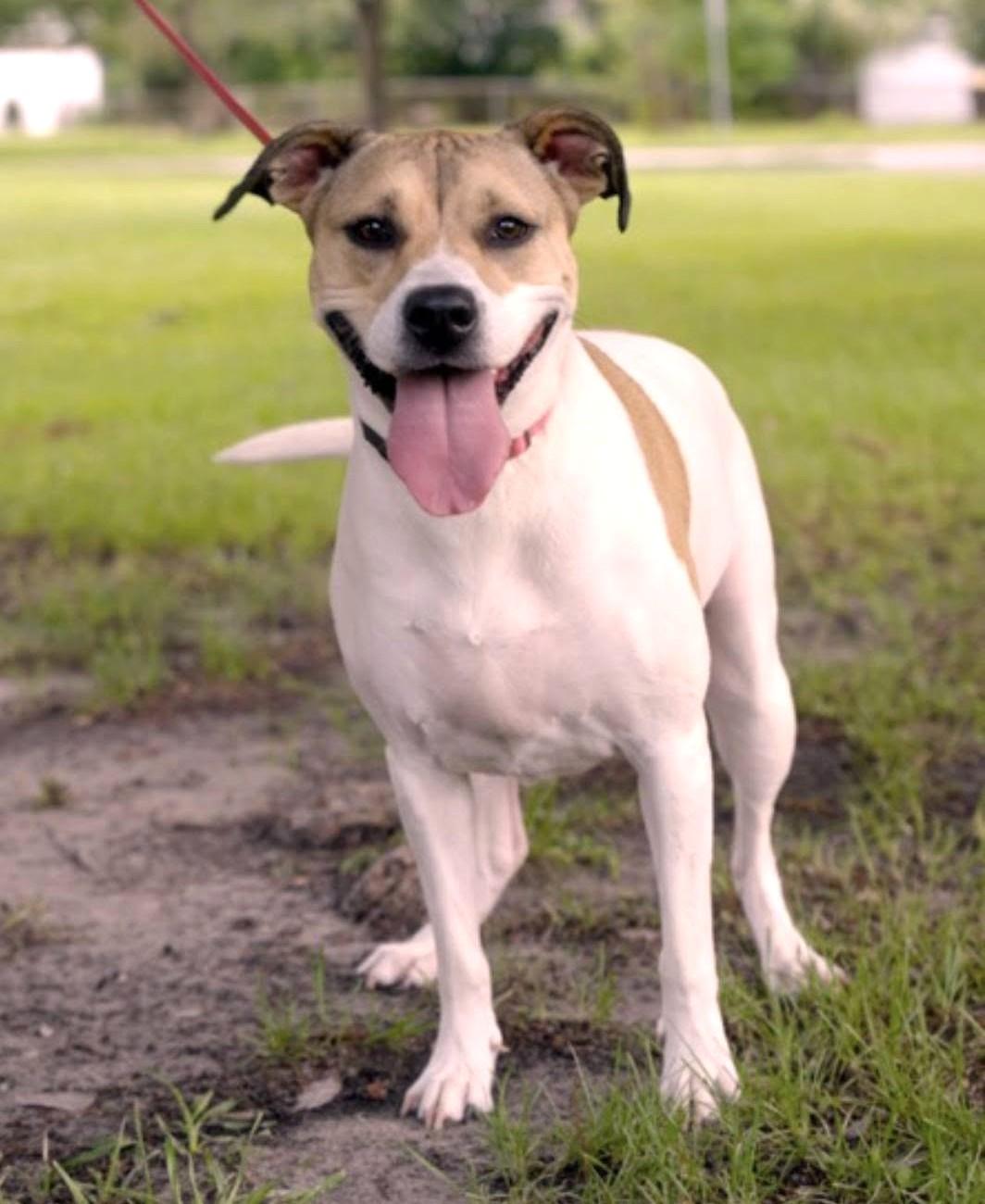 Leia, a Adoptable mixed breed in Savannah, GA image 5/6