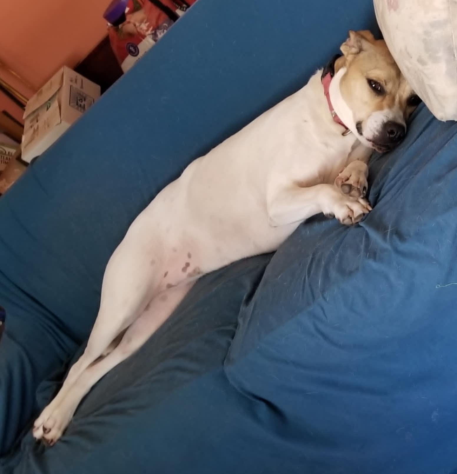 Leia, a Adoptable mixed breed in Savannah, GA image 4/6