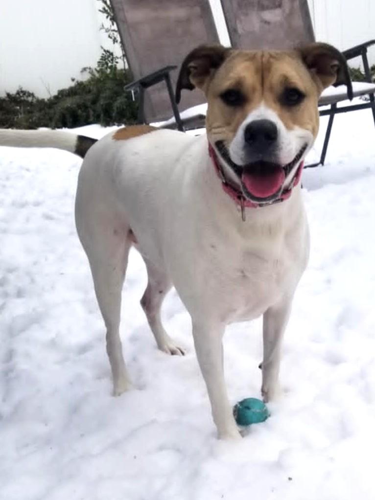 Leia, a Adoptable mixed breed in Savannah, GA image 6/6