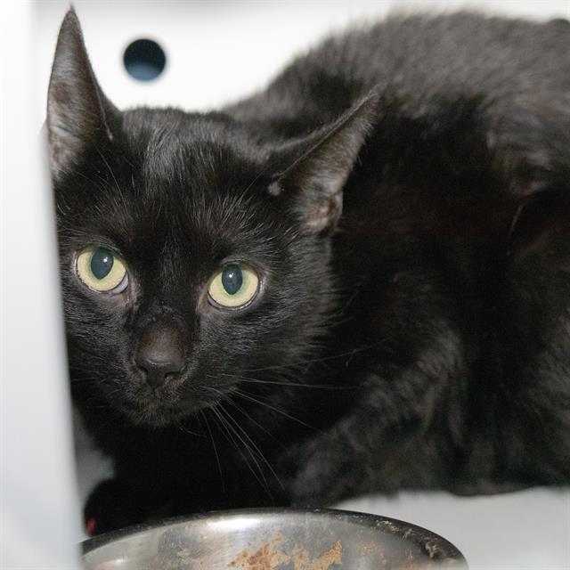 DUTCHESS, Adoptable, Young Female Domestic Short Hair.