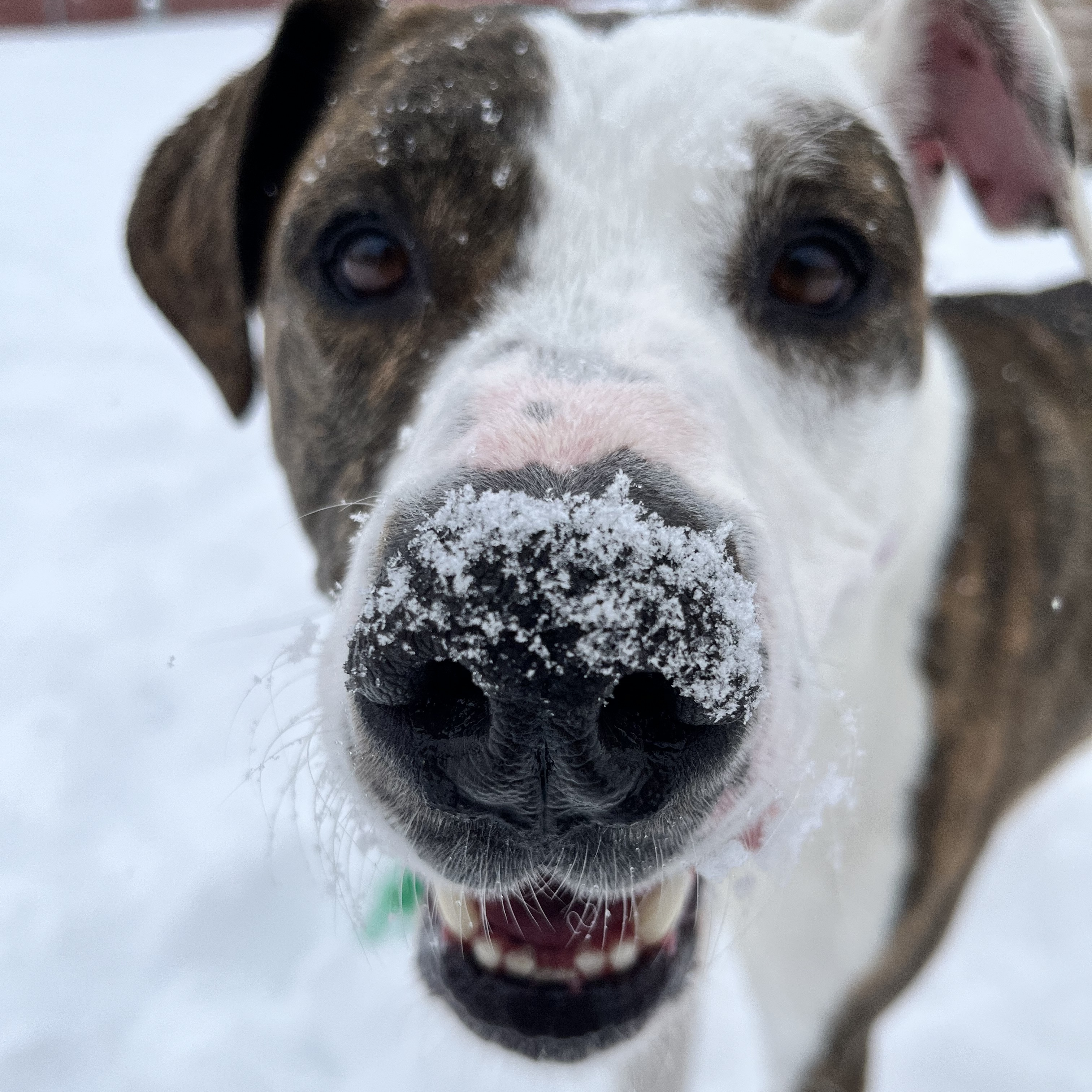 Ava, a Adoptable mixed breed in Washoe Valley, NV image 2/3