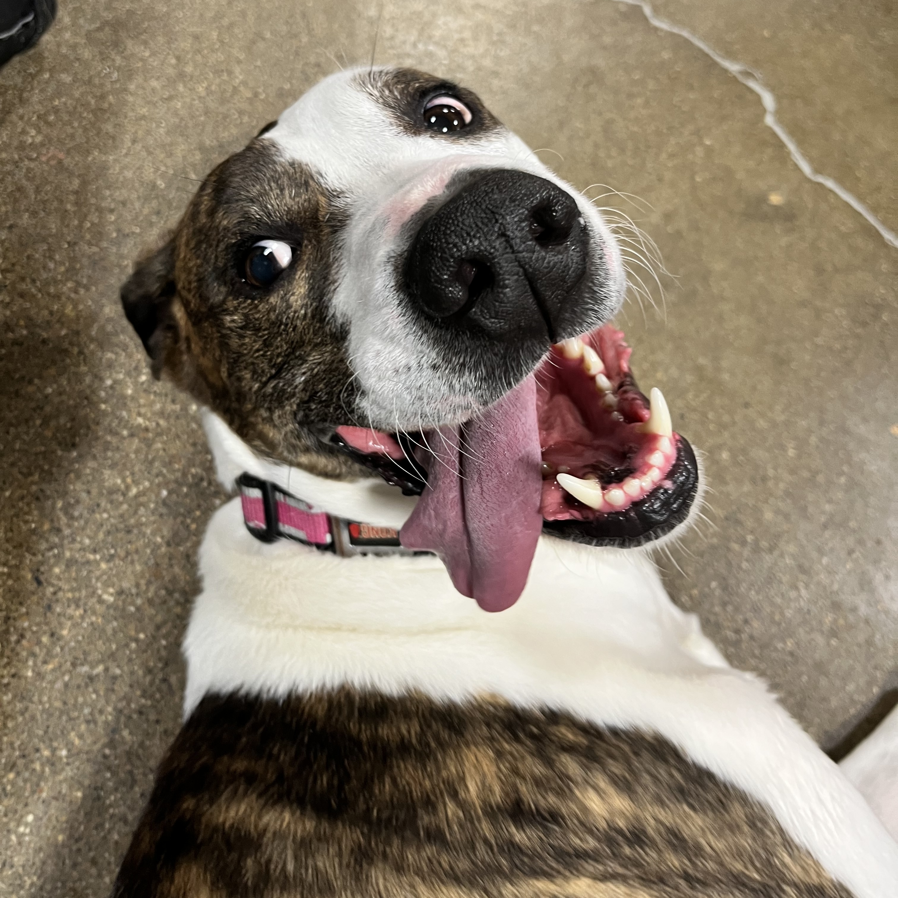 Ava, a Adoptable mixed breed in Washoe Valley, NV image 3/3