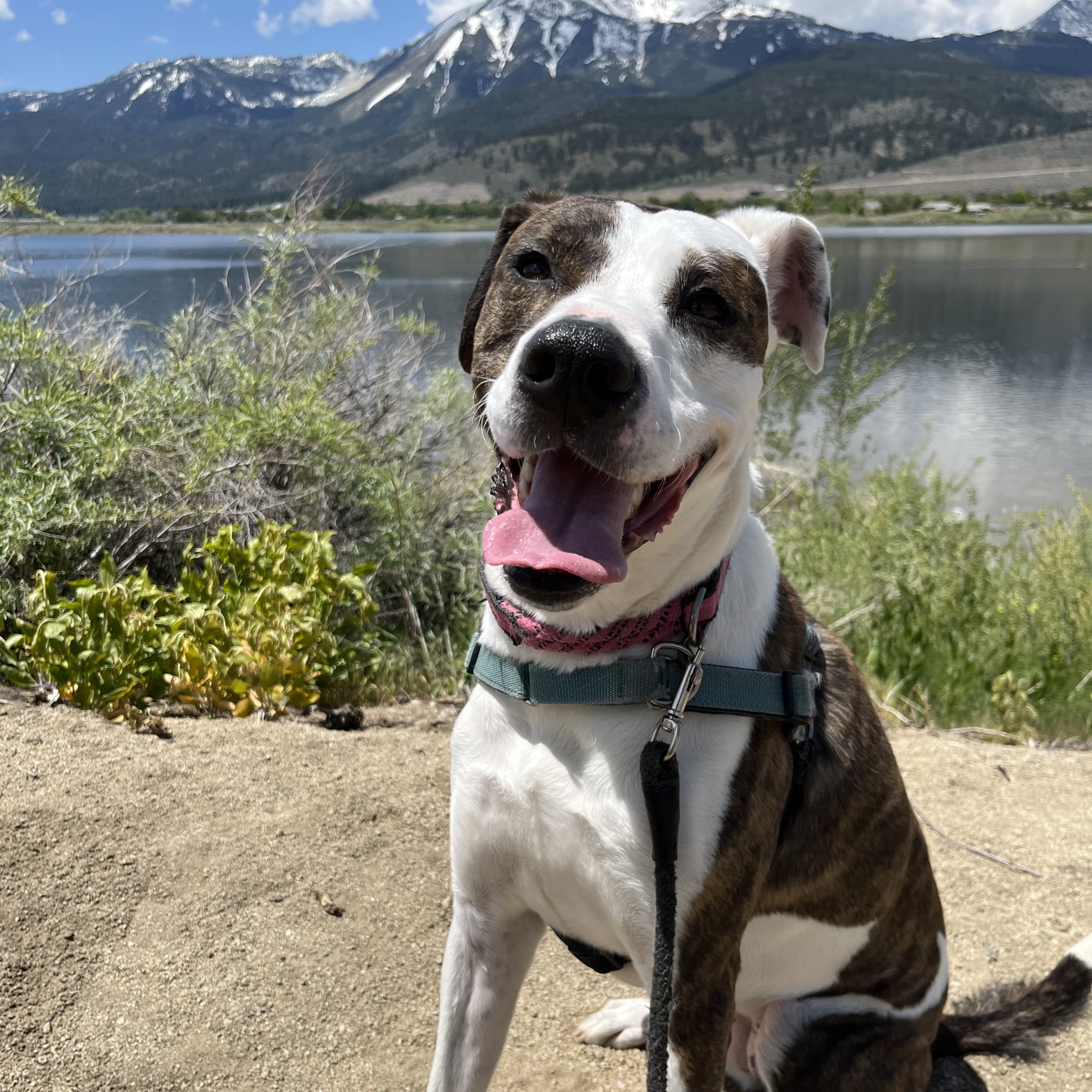 Ava, Adoptable, Adult Female Pit Bull Terrier.