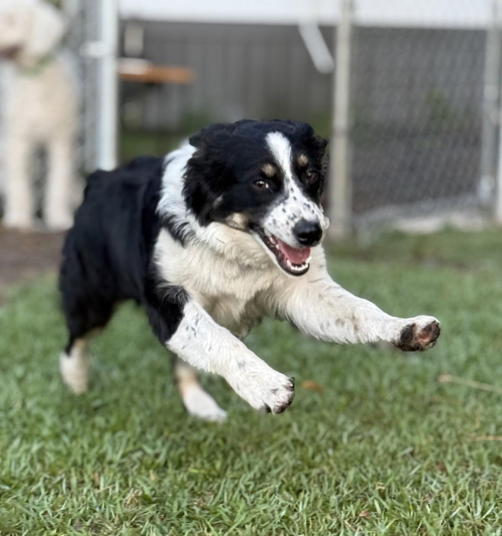 Aspen Aussie, a Adoptable Australian Shepherd in Valrico, FL image 1/3