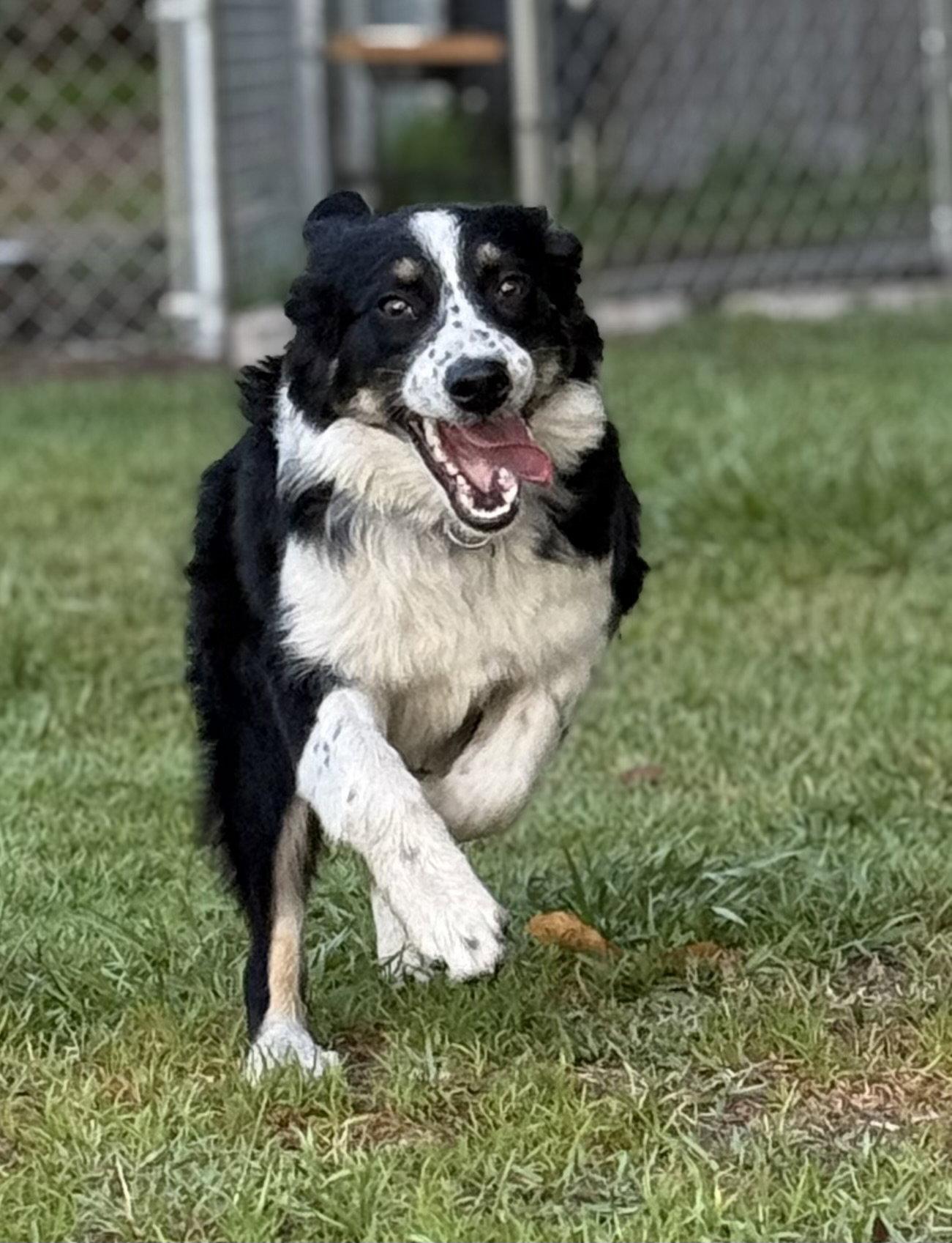 Aspen Aussie, a Adoptable Australian Shepherd in Valrico, FL image 2/3