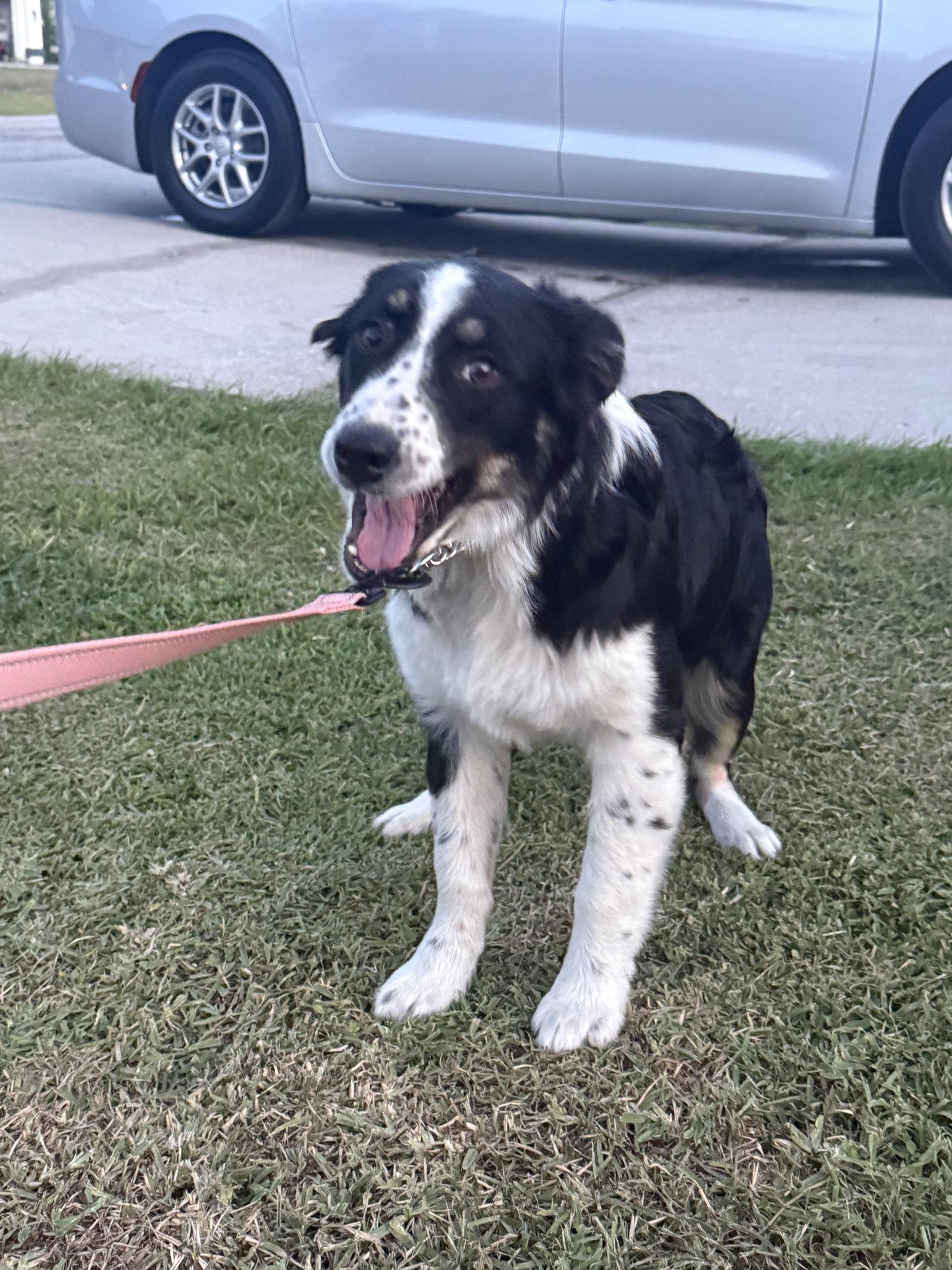 Enlarge Aspen Aussie, a Adoptable Australian Shepherd in Valrico, FL image 1/1